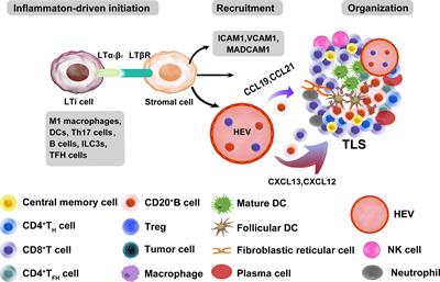 Tertiary Lymphoid Structures in Cancer: The Double-Edged Sword Role in Antitumor Immunity and Potential Therapeutic Induction Strategies